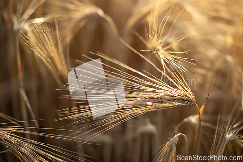 Image of Barley dancing in the sun