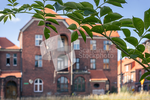 Image of A green branch against the background of an old brick house