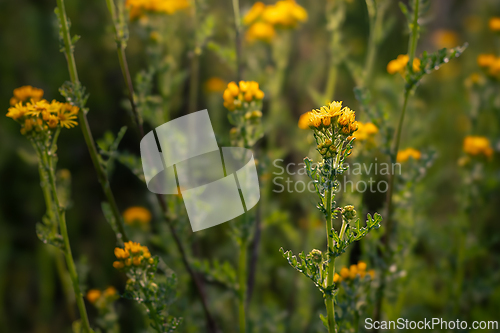 Image of Yellow flowers in a summer meadow