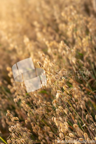 Image of Oat field lit by the sun