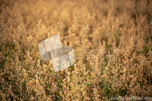 Image of Oat field lit by the sun