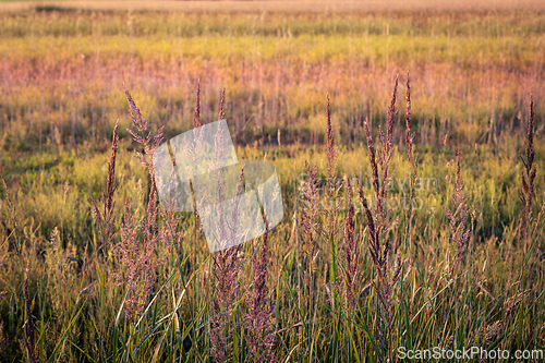 Image of Flowering grasses on a multi-colored summer meadow