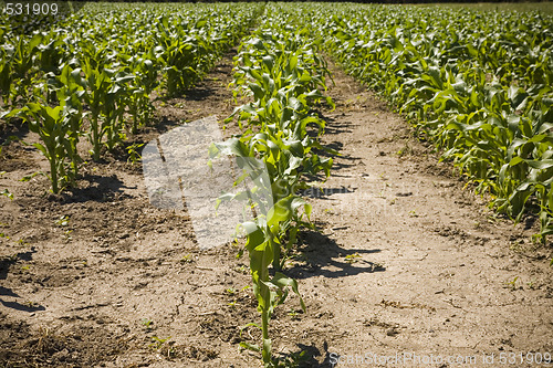 Image of Rows of Corn