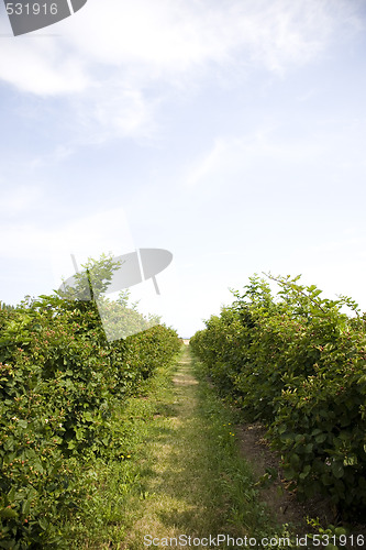 Image of U Pick Berry Farm