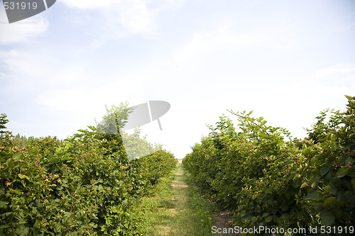 Image of U Pick Berry Farm