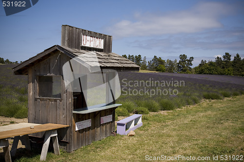 Image of Lavender Farm