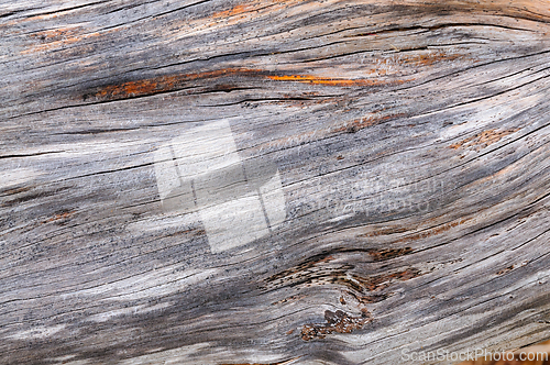 Image of Textured driftwood resting on a sandy shore under soft sunlight 