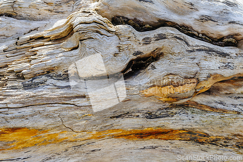 Image of Ancient driftwood exhibiting a tapestry of textures along a tran