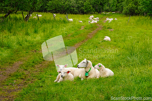 Image of A Family Of Sheep Relaxing In A Lush Green Meadow On A Sunny Day