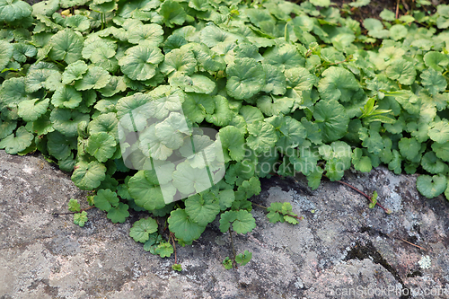 Image of Green Reniform Leaves of Glechoma hederacea