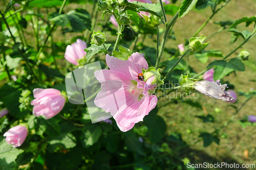 Image of Flowering Malva thuringiaca plant with Coccinella septempunctata