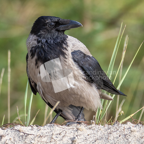 Image of portrait of a crow