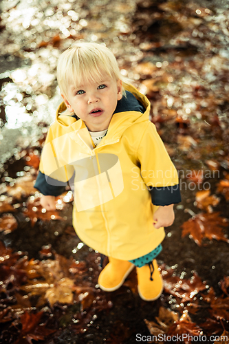 Image of Small blond infant boy wearing yellow rubber boots and yellow waterproof raincoat walking in puddles on a overcast rainy day. Child in the rain.