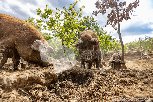 Image of Mangalitsa pigs eating