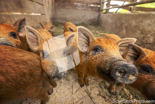 Image of Close up of curious piglets l