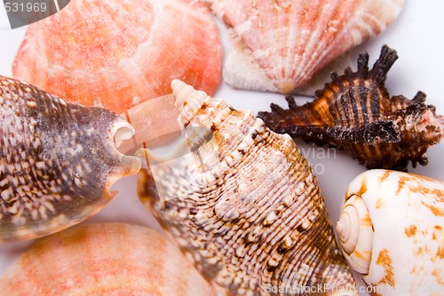 Image of shells background