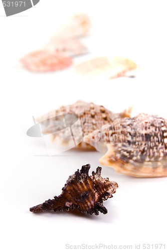 Image of shells on white