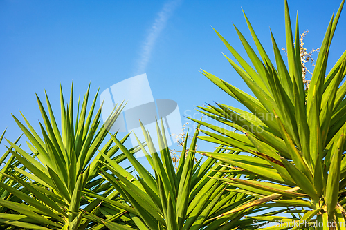 Image of green palm tree leaves