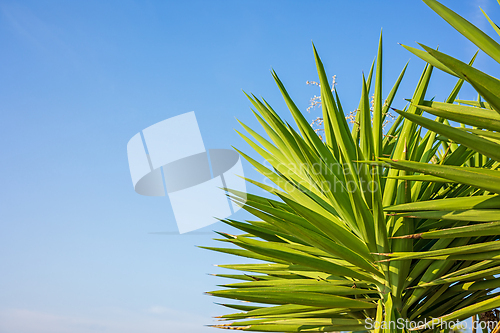 Image of green palm tree leaves