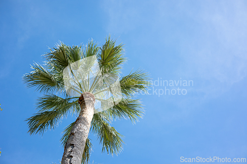Image of palm tree on blue sky background