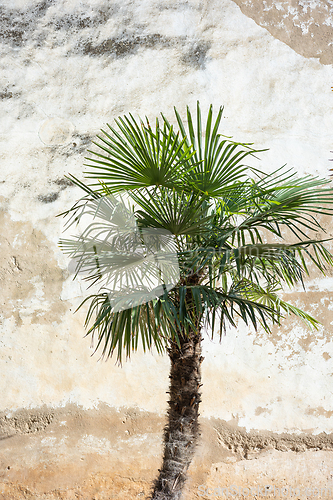 Image of palm tree on old wall background