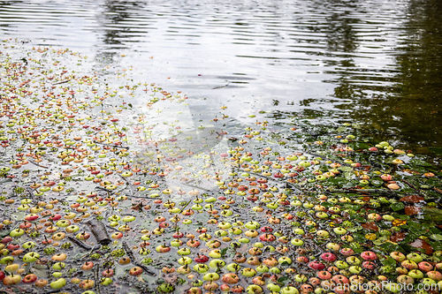 Image of apples in water after a storm