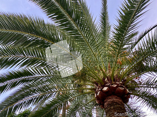 Image of close up of palm tree