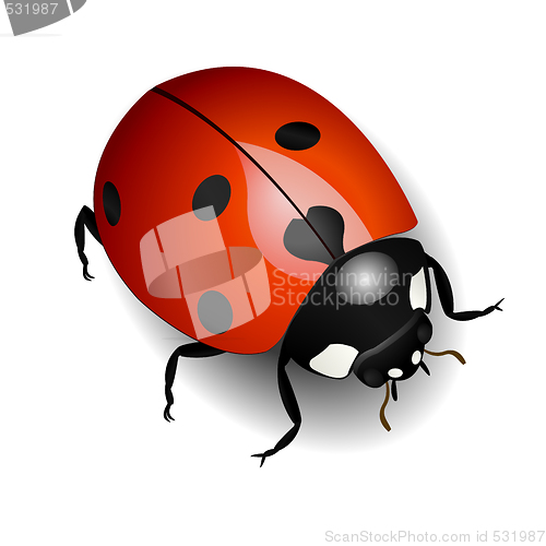 Image of Ladybug