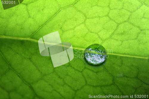 Image of  leaf with drops of water