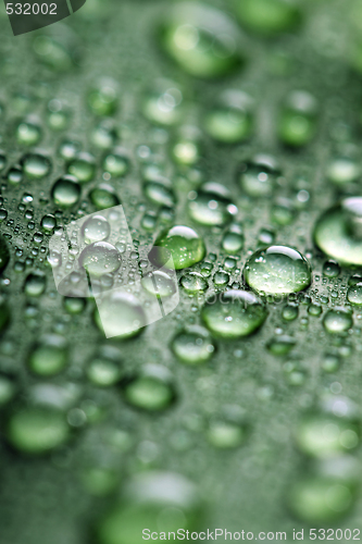 Image of  leaf with drops of water