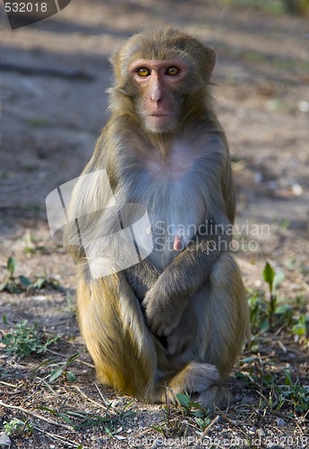 Image of Wild Monkey