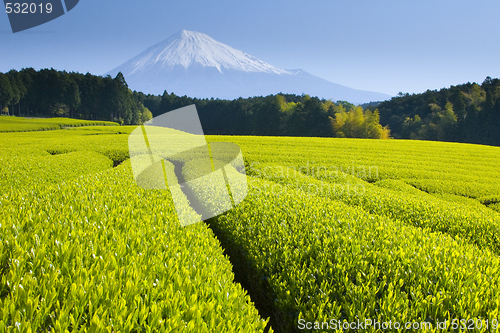 Image of Green tea fields