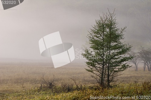 Image of Pine Trees in Meadow