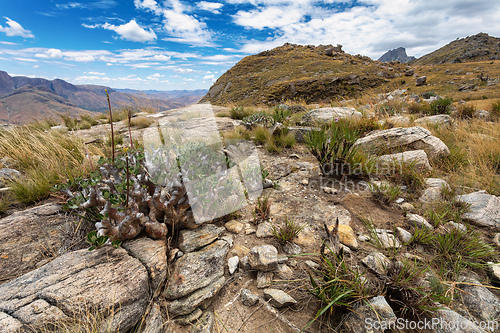 Image of Andringitra national park,mountain landscape, Madagascar wilderness landscape