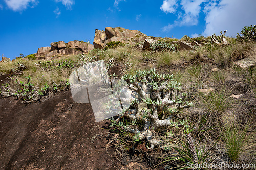 Image of Andringitra national park,mountain landscape, Madagascar wilderness landscape