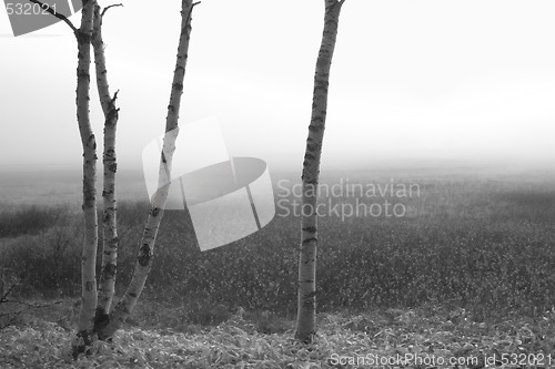 Image of Black and white Birch Trees