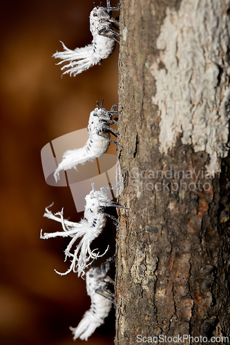 Image of Flatida rosea, Phromnia rosea the flower-spike bug, Madagascar wildlife