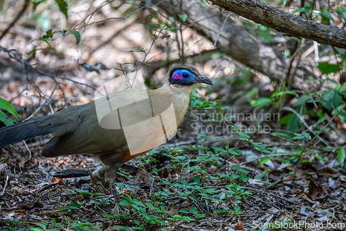 Image of Bird Giant Coua, Coua gigas, Kirindy Forest, Madagascar