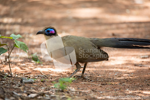 Image of Bird Giant Coua, Coua gigas, Kirindy Forest, Madagascar