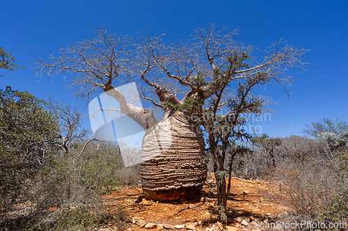 Image of Grandmother Fony baobab, Adansonia rubrostipa, Tsimanampetsotsa national park. Madagascar
