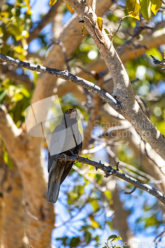 Image of Greater vasa parrot, Coracopsis vasa, Tsimanampetsotsa Nature Reserve, Madagascar