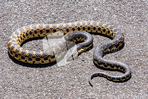 Image of Malagasy Giant Hognose, Leioheterodon madagascariensis, Zombitse-Vohibasia National Park, Madagascar