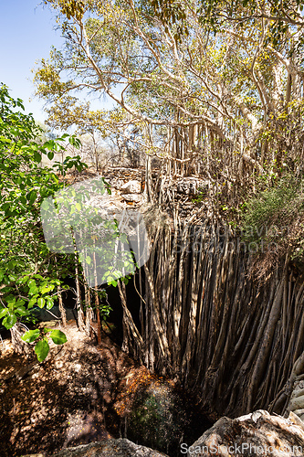 Image of Massive banyan fig at sinkhole,Tsimanampetsotsa national park. Madagascar