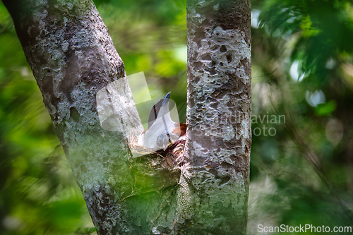 Image of Rufous Vanga, Schetba Rufa, Zombitse-Vohibasia National Park, Madagascar