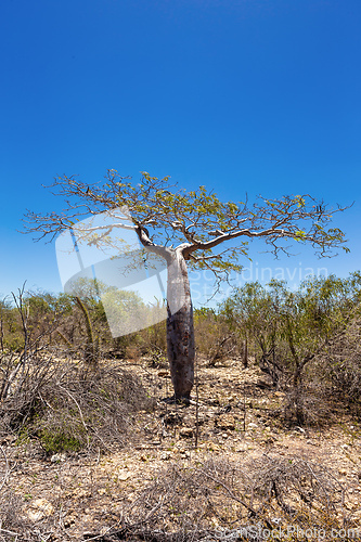Image of Tourist trail in Tsimanampetsotsa national park. Madagascar wilderness landscape.