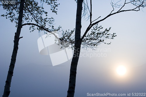 Image of Two Trees with Sun