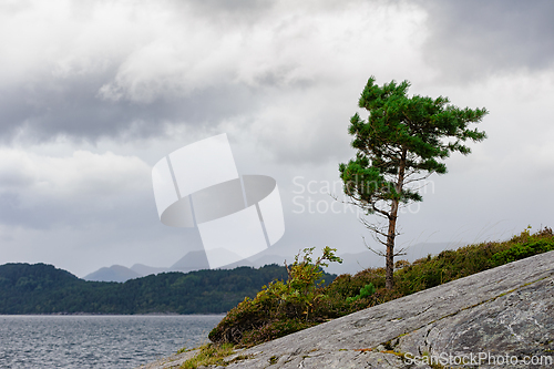 Image of Lonely pine tree stands resilient on rocky shore under a broodin