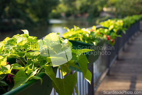 Image of Green plants in boxes
