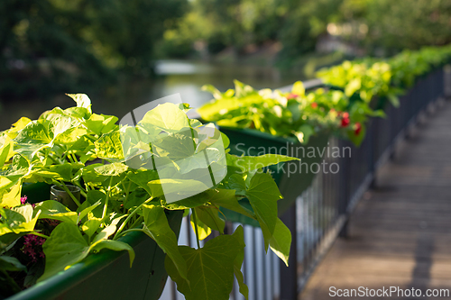 Image of Green plants in boxes