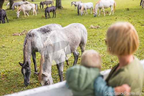 Image of A woman and child observe horses grazing in a green rural field